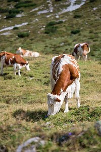 牛群在高山草原放牧链在背景中图片