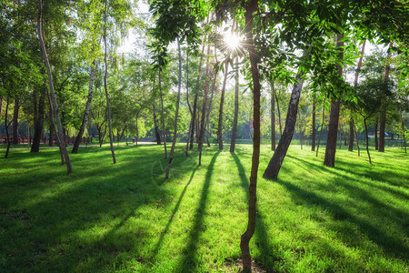 夏季清晨绿公园草坪和树木在城市中图片
