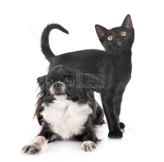 白色背景面前的黑小猫和吉娃图片