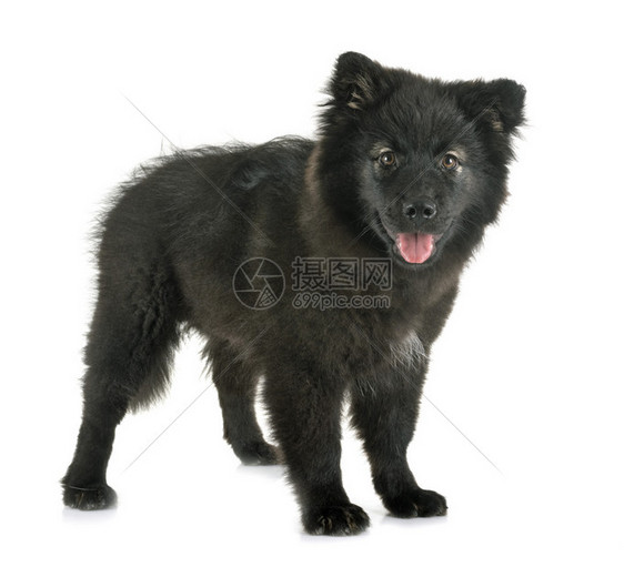 在白色背景面前的芬兰Lapphund图片