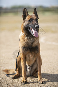 训练警犬与攻击者进行训练图片