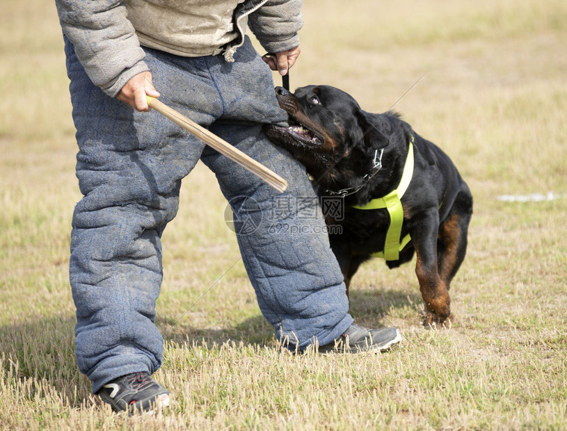 训练警犬与攻击者进行训练图片