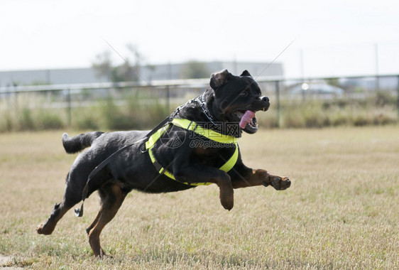 训练警犬与攻击者进行训练图片