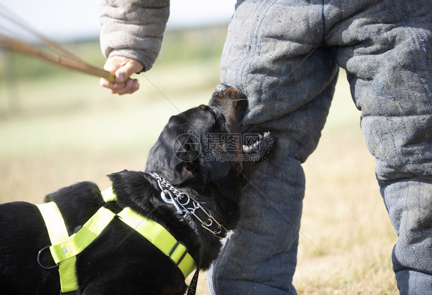 训练警犬与攻击者进行训练图片