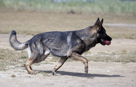 训练警犬与攻击者进行训练图片