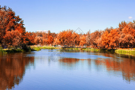 花园池塘附近的红树和黄图片