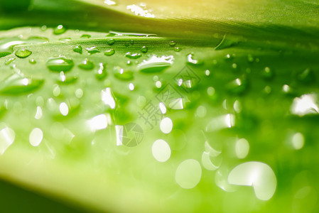 森林里的树叶上滴水清晨露水在雨后阳光照亮的树叶上滴水图片