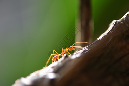 在树枝上站立的蚂蚁动作在自然红蚂蚁中关闭火步行的大型射杀昆虫红蚂蚁的选择焦点和自由空间很小图片