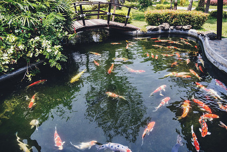 在池塘花园游泳的美丽鱼享受食物漂浮图片