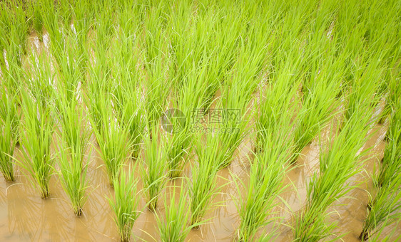 亚洲农业民在有机稻田种植图片