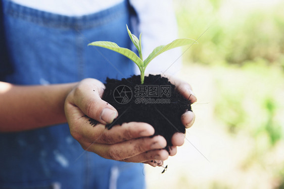在土壤中种植树苗,年轻植物在土壤中生长,手持妇女,帮助环境/拯救绿色世界生态概念图片