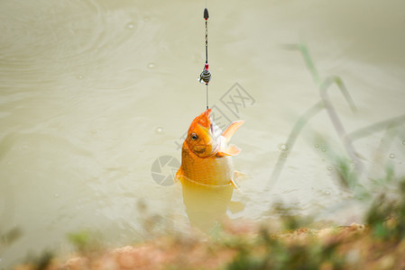 在河上钓钩体育苍蝇钓鱼渔夫从脊椎上拉关闭水下鱼钩的镜头金鱼橙图片