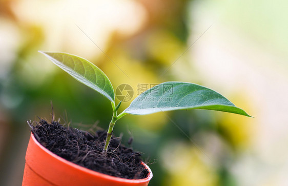 种植树花在锅里土壤在大自然的绿花园背景后院的小型植物图片