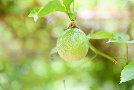 绿色激情果实在夏天挂花园果的藤树上图片