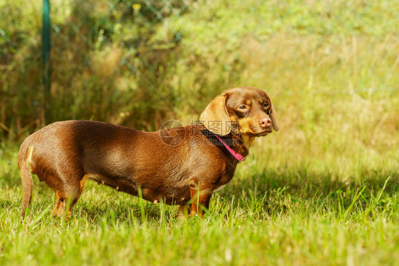 小达赫松纯种长的腿短小狗在夏季春天的气下在草地上玩耍图片