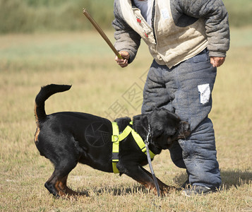 训练警犬与攻击者进行训练图片