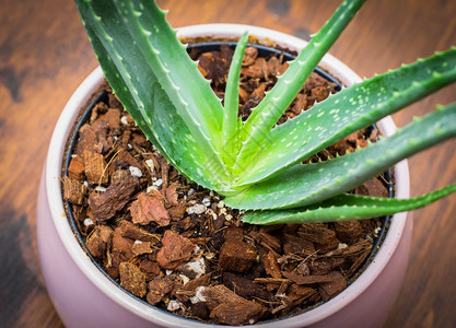 白壶锅上的活AloeVera植物在木材上隔离图片