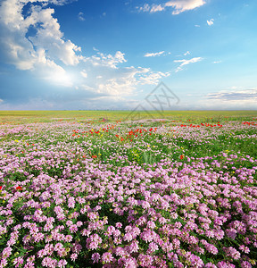 蓝色PPT草原上的春花美丽风景背景