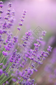 紫色的花束大自然构成图片