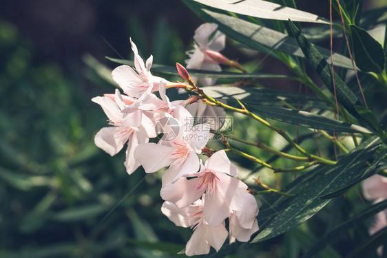 夏季花园的奥莱安德朵图片