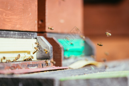 蜜蜂在春天的巢板上降落图片