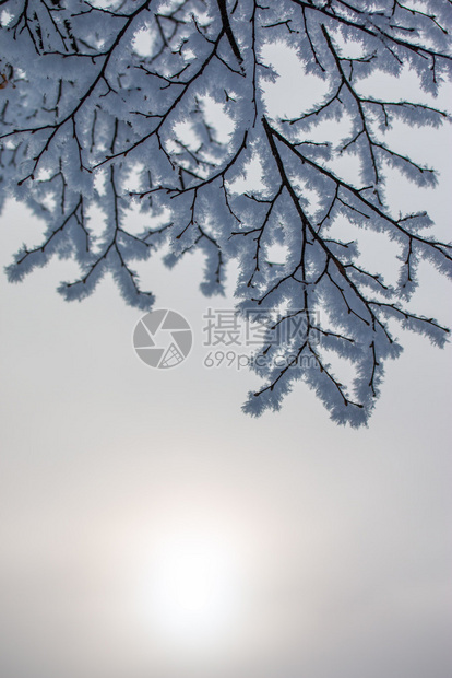 1月的雪和霜覆盖了树木奥地利冬季图片