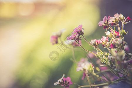 在蓝锅里鲜花在自己的园里春天图片