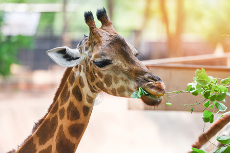 Giraffe吃树叶关闭公园的非洲长颈鹿图片
