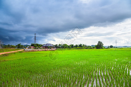 亚洲农村地区带电杆高压和山田的景观绿稻图片