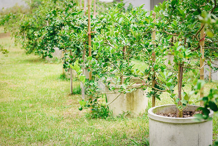 在水泥管道植树在夏季具有自然绿色模糊背景的花园农场业种植高维生素C图片