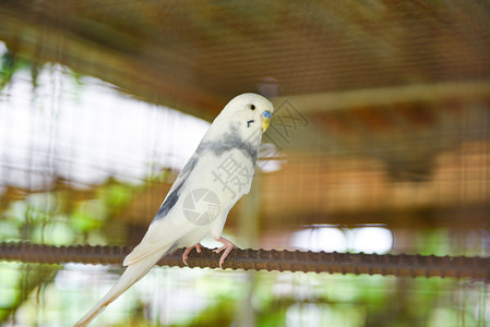 养鸟场笼子里常见的白鹦鹉宠物鸟或小背景图片