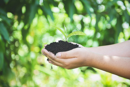 植树苗幼正在土壤上生长手握着帮助环境拯救绿色世界生态概念的妇女手握着帮助环境拯救绿色世界生态概念图片