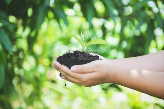 植树苗幼正在土壤上生长手握着帮助环境拯救绿色世界生态概念的妇女手握着帮助环境拯救绿色世界生态概念图片