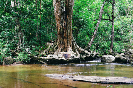 自然奇特的森林中的泰兰河流图片