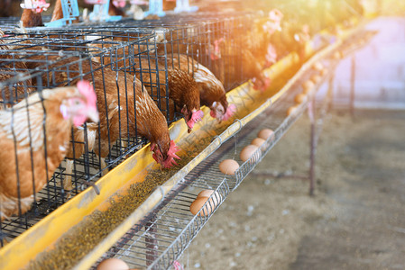 养鸡工厂图片