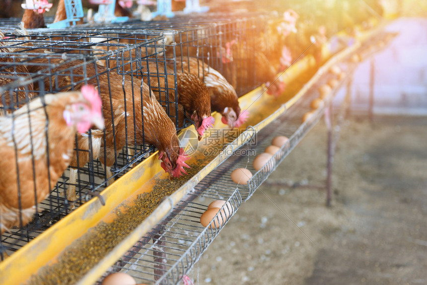 养鸡工厂图片