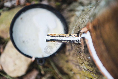 从Asiian橡胶树种植农业中提取的保碗橡胶乳用于天然图片