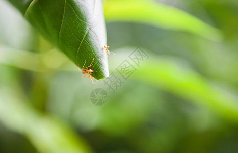 在树上筑蚂蚁巢夏季在自然林上用绿叶织巢的红蚂蚁图片