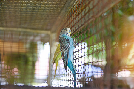 鸟养场笼子里常见的蓝鹦鹉宠物鸟或小图片