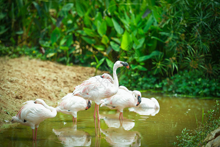 湖河中的Flaminggo鸟热带动物大火烈鸟图片