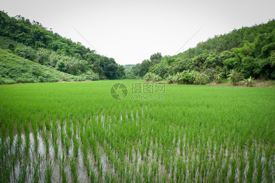 亚洲农业民在有机稻田种植图片