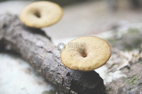 森林蘑菇在自然分支上关闭有选择焦点图片