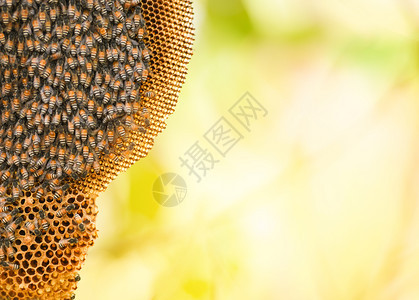树木上的蜂蜜和群根据自然的夏季背景梳打蜂蜜图片