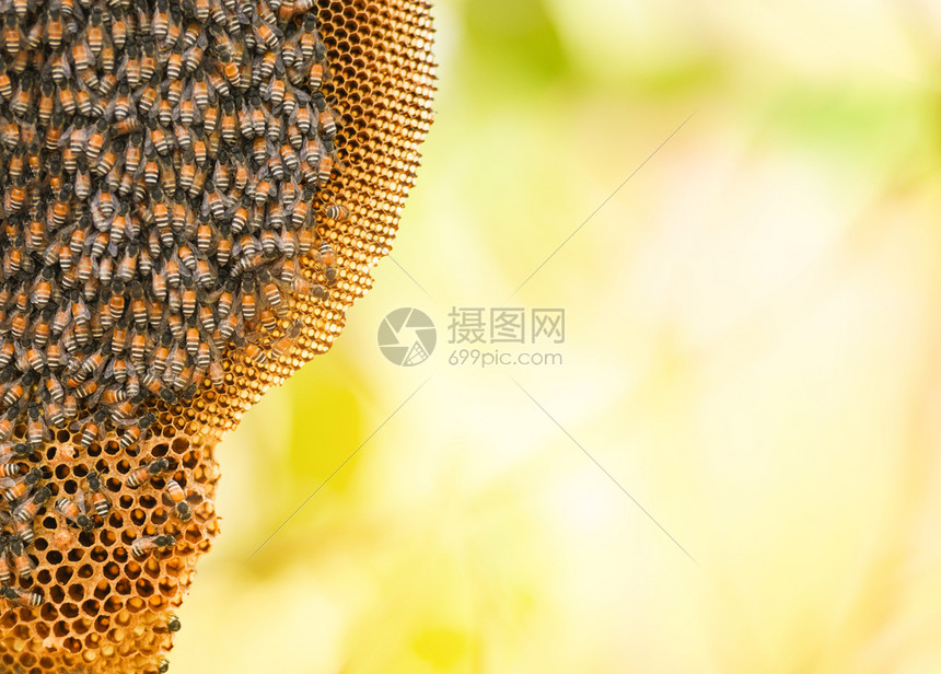 树木上的蜂蜜和群根据自然的夏季背景梳打蜂蜜图片