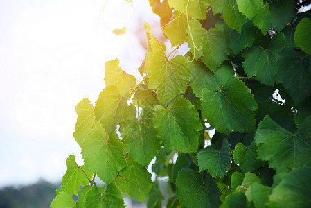 葡萄园自然林热带植物的葡萄树绿叶图片