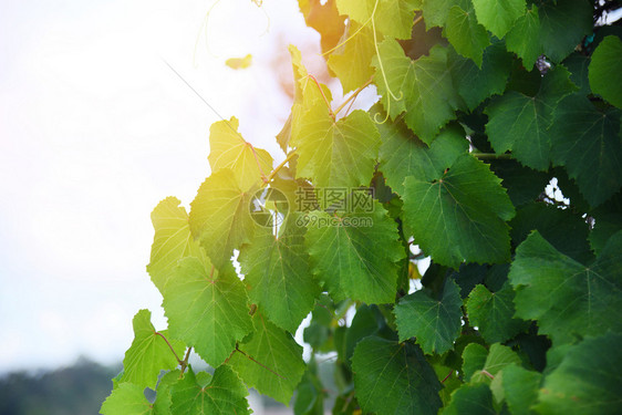葡萄园自然林热带植物的葡萄树绿叶图片