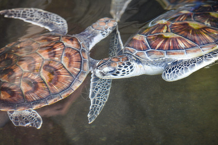 海龟绿在池塘养殖场游泳图片