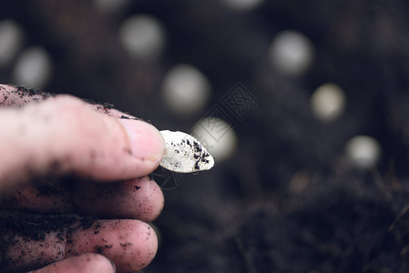 在菜园农业艺工程概念的土壤上手工种植南瓜子关闭有选择地注图片