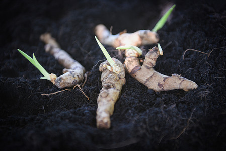 土壤地面上用于在草药园种植的成熟根物有选择地重点图片