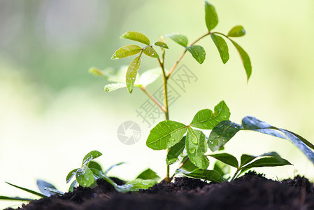 在天然土壤上种植树绿菜园和后院的树叶上滴水图片